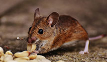 24 Hour & Emergency Exterminators in Mayhew, NC